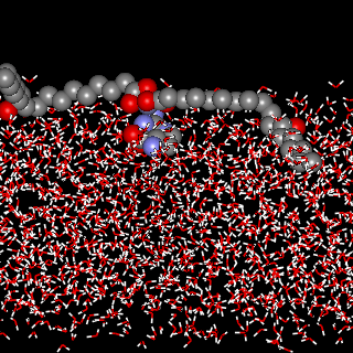 Simulation von aktiviertem Zinkrizinoleat an der Grenzfläche Wasser/Luft, bindet NH₃ und H₂S